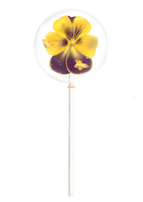 Blütenlolli "Reine du Soleil"